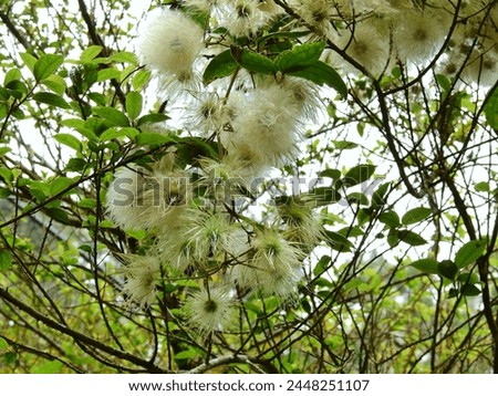 Clematis leschenaultiana bears hairy achenes on the canopy. Royalty-Free Stock Photo #2448251107