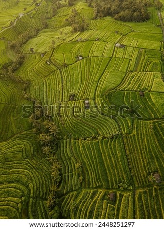 Aerial view of Jatiluwih Rice Terraces, Tabanan, Bali, Indonesia, Southeast Asia, Asia Royalty-Free Stock Photo #2448251297