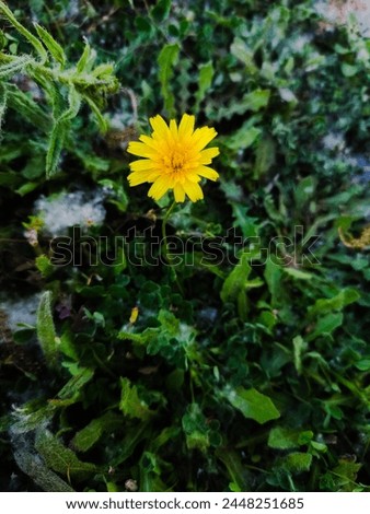 Sunflower, Natural beautiful Yellow flower
