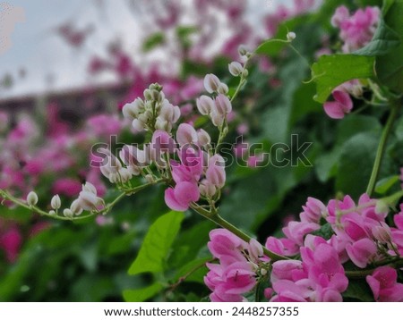 pink and white CORAL VINE flower