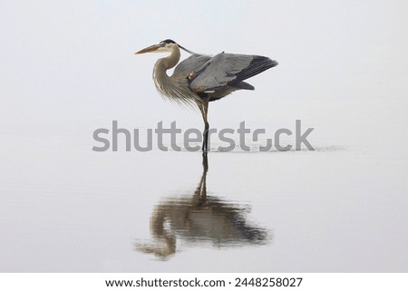 Great Blue Heron is Quiet Pose Royalty-Free Stock Photo #2448258027