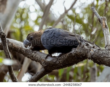 Glossy Black-Cockatoo in New South Wales Australia