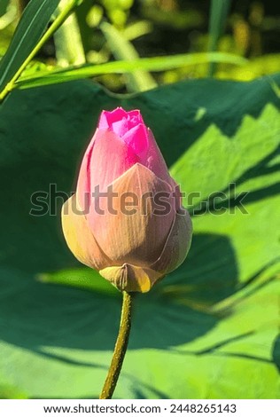 Pink lotus flower blooming in the pond with green leaves.