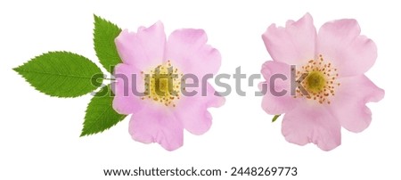 Rosehip flower with leaf isolated on white background close up Royalty-Free Stock Photo #2448269773