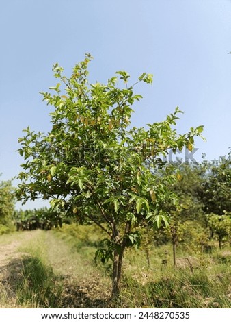 Guavas tree . Tree picture garden greenry
