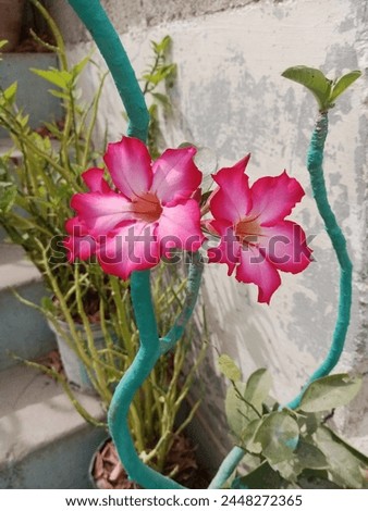 If the background is blurred out from this desert rose photo, I think it would look great. While my job is to present the true picture.
Karachi ( Pakistan ) 3 April 2024