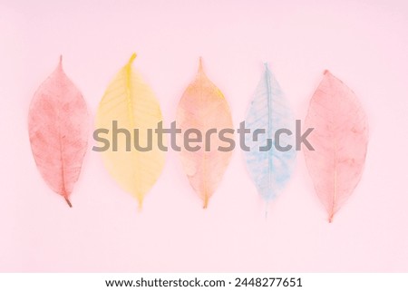 Skeleton color Leaves on pink color background.