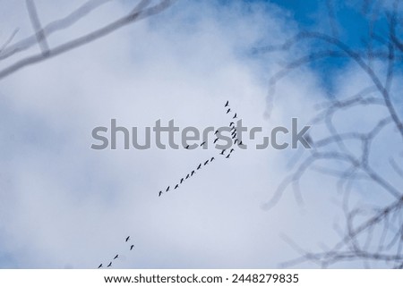 birdsong in the sky, bird migration in spring and autumn, spring Royalty-Free Stock Photo #2448279835
