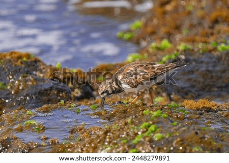 ruddy turnstone, (Arenaria interpres), in non breeding plumage, looking for food in the green moss, Tenerife, Canary islands Royalty-Free Stock Photo #2448279891