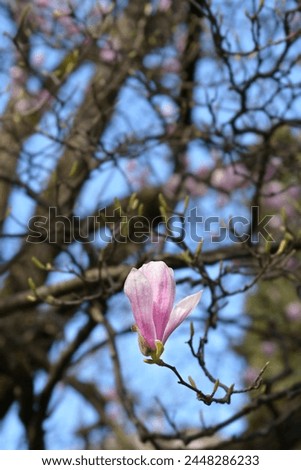 Magnolia branch with pink flower - Latin name - Magnolia x soulangeana