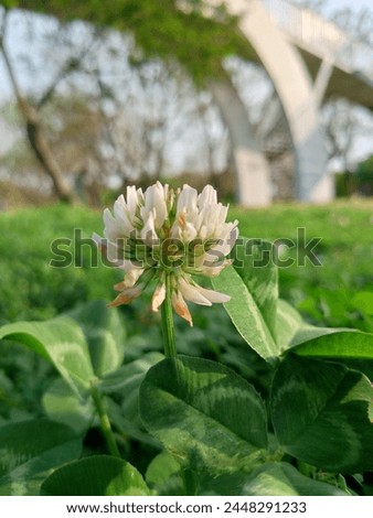 white clover Flower, Clover Flower in Background, Different Flowers, plants and Trees pictures, 
Trifolium repens