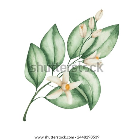 Watercolor illustration. Hand painted branch with blooming flowers, green leaves, beige petals. Orange, grapefruit, tangerine, lemon, lime, pomelo flowers. Citrus fruits. Isolated floral clip art