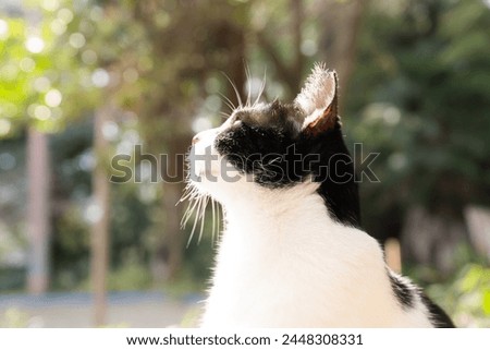 Picture of a cat sitting and looking around.