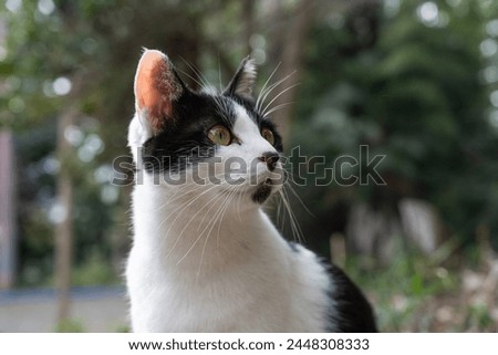 Picture of a cat sitting and looking around.