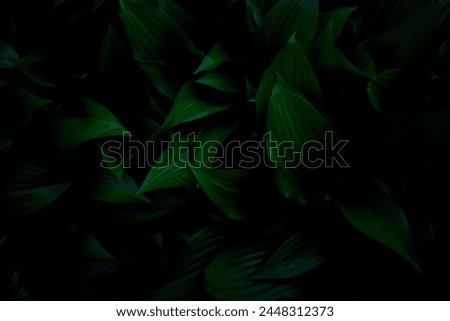 Hosta plantaginea texture, plant background