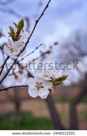             the Apricot flowers on a tree, background                   