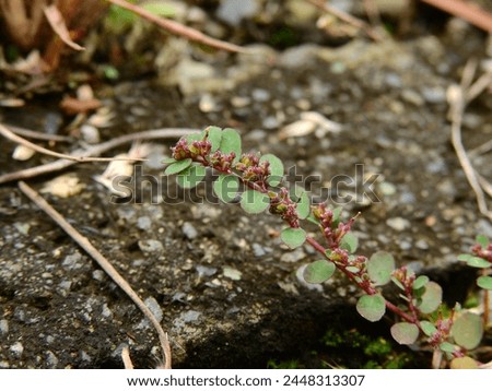 Chamaesyce thymifolia grows from the crevice of pavement in the wasted land. Royalty-Free Stock Photo #2448313307