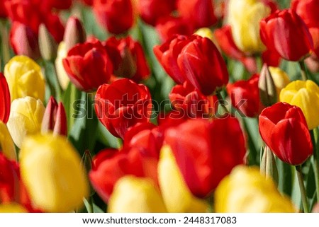 Red and yellow tulips at Burnside Farms, in Northern Virginia in springtime Royalty-Free Stock Photo #2448317083