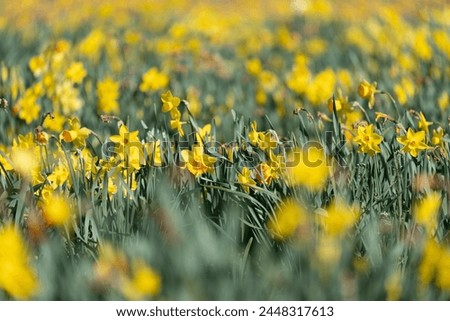 Field of daffodils at Burnside Farms in Virginia during spring, in selective focus Royalty-Free Stock Photo #2448317613
