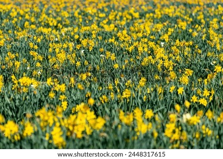 Field of daffodils at Burnside Farms in Virginia during spring Royalty-Free Stock Photo #2448317615