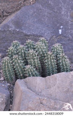 Claret Cup Hedgehog Cactus Plant Royalty-Free Stock Photo #2448318009