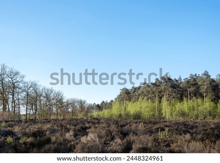 spruce forest and young birch trees with fresh spring leaves near Leusden and Amersfoort in holland under blue  sky