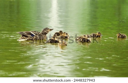 Mallard Duck with her little ducklings swims in water, natural background. young bird family, ducklings with mom duck. protection, care of animals, birds and environment, ecology. save wildlife Royalty-Free Stock Photo #2448327943