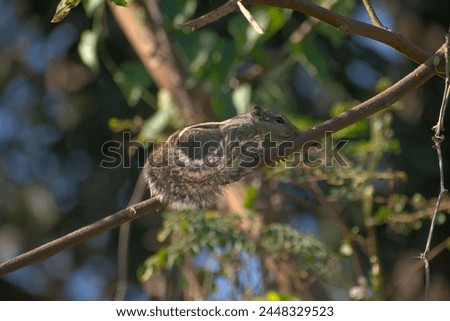Squirrel Perched Upon Tree Branches 