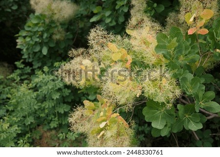 Floral wallpaper European smoketree outside. Royalty-Free Stock Photo #2448330761
