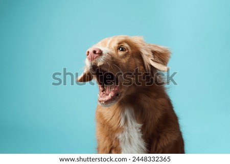 dog with open mouth. Nova Scotia Duck Tolling Retriever vocalizing energetically, set against a soothing blue backdrop, capturing the breed vivacious personality. Royalty-Free Stock Photo #2448332365