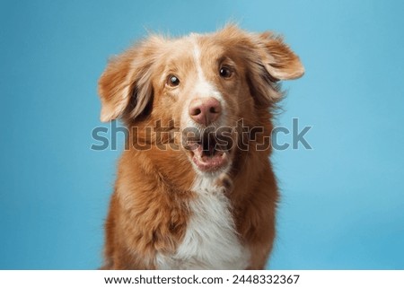 dog with open mouth. Nova Scotia Duck Tolling Retriever vocalizing energetically, set against a soothing blue backdrop, capturing the breed vivacious personality. Royalty-Free Stock Photo #2448332367