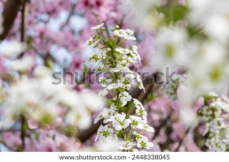 Bridal wreath under cherry blossom tree Royalty-Free Stock Photo #2448338045