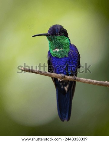 Hummingbird in a Costa Rica rainforest