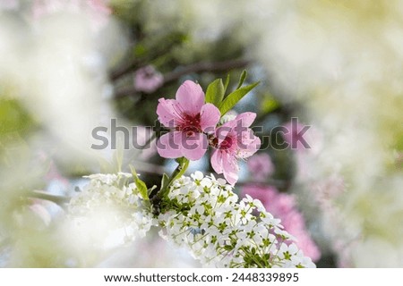 Pink apricot blossom through a bridal-wreath bush Royalty-Free Stock Photo #2448339895