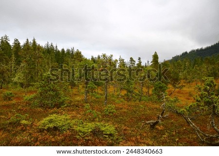 Autumn landscape near Icy Strait Point Alaska a private tourist destination outside the small Alaska village of Hoonah and is located on Chichagof Island, USA Royalty-Free Stock Photo #2448340663