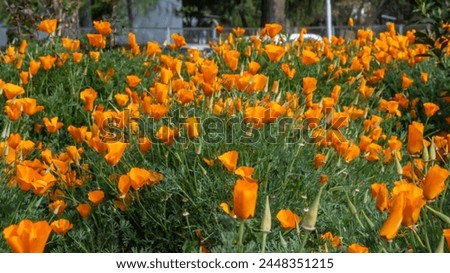 
The California poppy, Eschscholzia californica, showcases golden-orange blooms, adorning gardens with its drought tolerance and cheerful presence, symbolizing resilience and vibrant beauty. Royalty-Free Stock Photo #2448351215