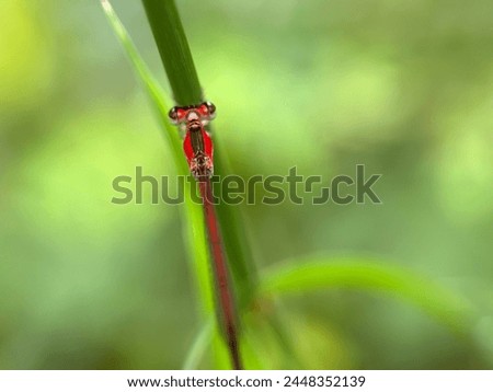 seen from above a red damselfly with its long body