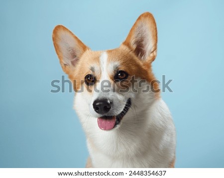An exuberant Pembroke Welsh Corgi dog with its tongue out against a calming blue backdrop, showcasing the breed friendly and vivacious spirit Royalty-Free Stock Photo #2448354637