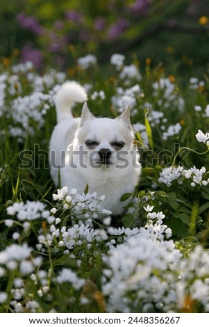A chihuahua among the flowers  