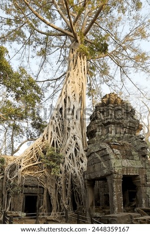 Ta Prohm temple ruins, Angkor, Siem Reap, Cambodia. Ta Prohm was built  in the late 12th and early 13th centuries The trees growing out of the ruins are the most distinctive future of Ta Prohm.  Royalty-Free Stock Photo #2448359167