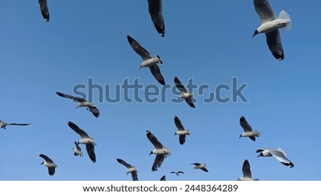 Seagulls are flying and playing with the wind in the sky. Royalty-Free Stock Photo #2448364289