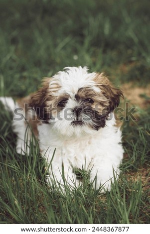 Picture of a beautiful Shih tzu dog happy in the garden 