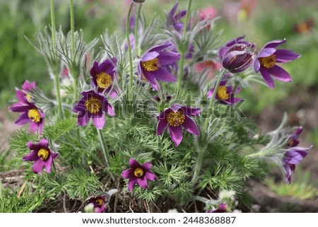 Pasque flower, beautiful spring flowers, Pulsatilla vulgaris. Royalty-Free Stock Photo #2448368887