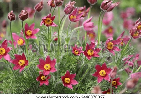 Pasque flower, beautiful spring flowers, Pulsatilla vulgaris. Royalty-Free Stock Photo #2448370327