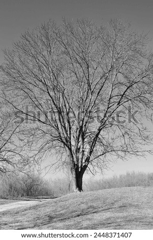 A black and white photo of the bare tree.