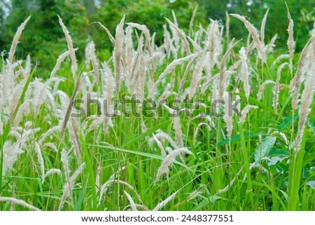 Reed grass flowers in the mountains