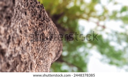 Photo of tree bark taken from below with a blurred background