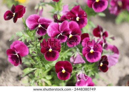 Purple pansy flowers. Pansies in the garden, close up.