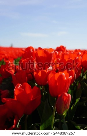 Tulip Field, Tulips, colorful flowers, blue skies, flower, floral, nature, beauty, flower farm, orange, red, purple, Tulip, Farm, Field, Bloom, Blossom, Spring, Garden, Agriculture, Colorful, close-up
