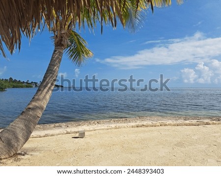 holiday photo, tropical background with beach and palm tree